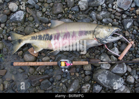 Un livre de saumon kéta 15 mâles capturés par les pêcheurs sportifs à l'aide d'un flotteur et d'une combinaison de la boîte sur la rivière Skykomish à Washington. Banque D'Images