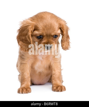 Cavalier King Charles chiot 7 semaines devant un fond blanc Banque D'Images