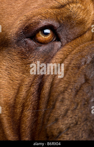 Dogue de Bordeaux 2 ans devant un fond blanc Banque D'Images