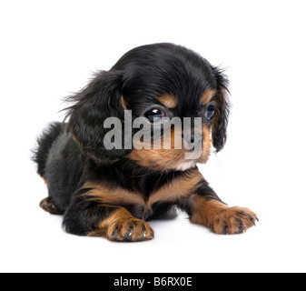 Cavalier King Charles chiot 7 semaines devant un fond blanc Banque D'Images