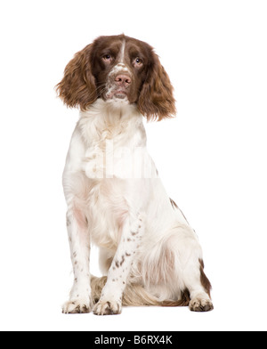 English SPRINGER SPANIEL 10 mois devant un fond blanc Banque D'Images