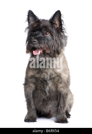 Cairn Terrier 8 ans devant un fond blanc Banque D'Images