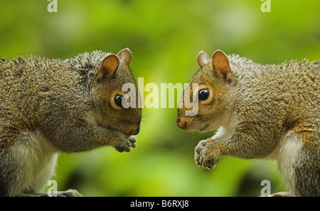 L'écureuil gris Sciurus carolinensis Banque D'Images