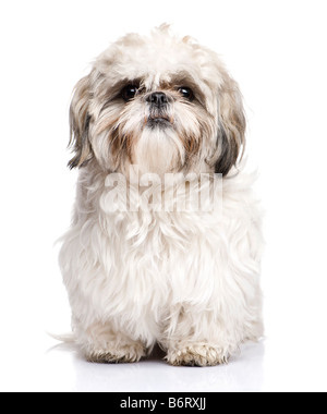 Shih Tzu 1 ans devant un fond blanc Banque D'Images