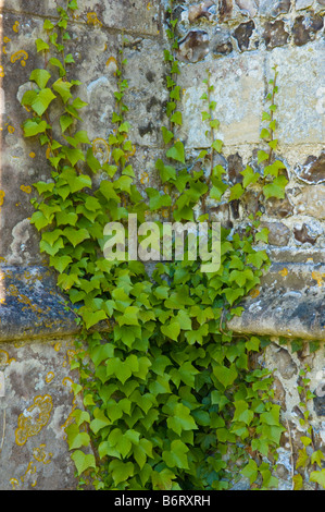 Lierre vert grandir le mur de l'église All Saints à Hilton, Dorset, England, UK Banque D'Images