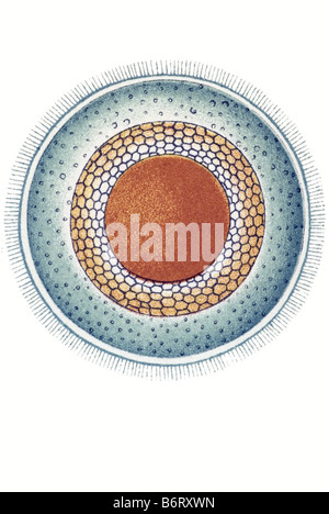 / Moostiere bryozoaires cristatella, Nom, 1/ Cristella mucedo Banque D'Images