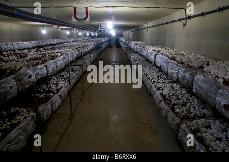 La culture des champignons à l'intérieur ferme. Sacs de compost, des étagères, des casiers. La culture de l'Agaricus bisporus Banque D'Images