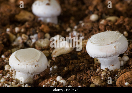 Lutte contre les maladies de champignons Agaricus infection attaque Banque D'Images