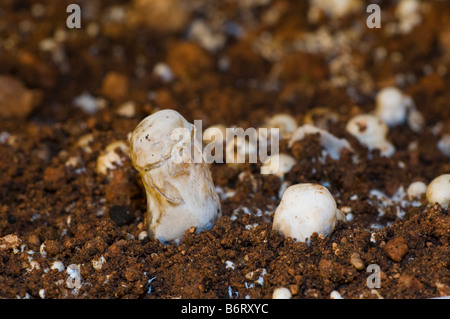 Lutte contre les maladies de champignons Agaricus infection attaque Banque D'Images