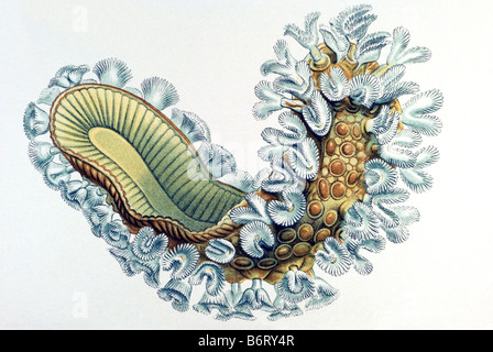 / Moostiere bryozoaires cristatella, Nom, 4/ Cristella mucedo Banque D'Images