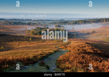 Matin d'automne brumeux dans le parc national New Forest, Hampshire, England, UK Banque D'Images