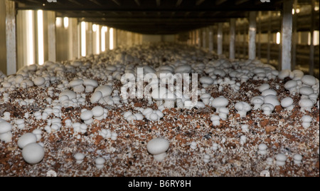 Étagères de compost organique sont maintenus dans des conditions environnementales contrôlées pour la culture des champignons Banque D'Images