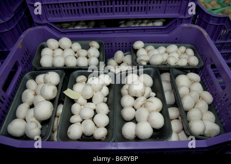 Livre blanc de champignons comestibles (Agaricus bisporus) disposés dans les bacs dans une usine de l'industrie alimentaire et prête pour le marketing Banque D'Images