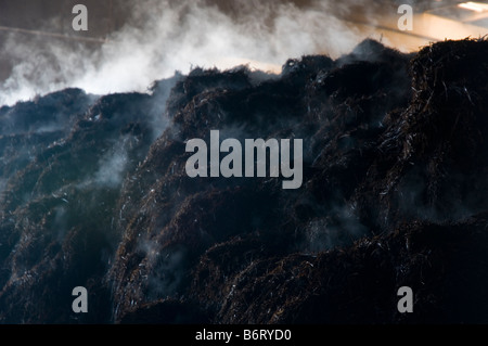 Pile de compost à chaud pour la culture des champignons produisant des gaz de décomposition Banque D'Images