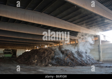 Pile de compost à chaud pour la culture des champignons produisant des gaz de décomposition Banque D'Images