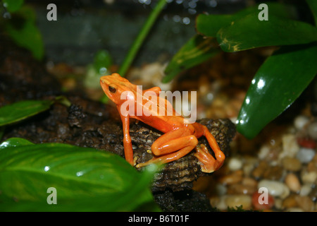 Un oranger, de l'espèce de grenouille Mantella d'or, assis sur une feuille.. Banque D'Images