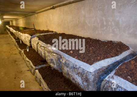 La culture des champignons à l'intérieur ferme. Sacs de compost, des étagères, des casiers. La culture de l'Agaricus bisporus Banque D'Images