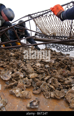 Annapolis Maryland, le dernier jour de la saison d'huîtres à bord de la bonite Helen Virginia. Banque D'Images