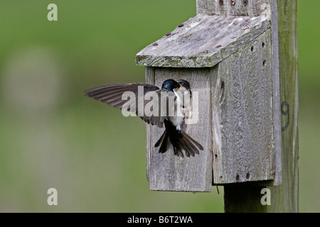 Hirondelle bicolore Tachycineta bicolor juvénile d'alimentation Banque D'Images