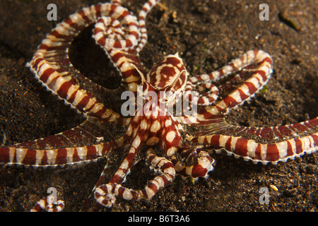 Thaumoctopus mimicus Mimic octopus sur terre noire le fond de sable dans le Détroit de Lembeh Banque D'Images