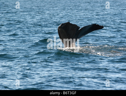 Un cachalot plonge de la côte de Kaikoura, Nouvelle-Zélande Banque D'Images