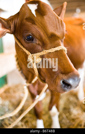 Jeune vache en exposition à la foire Banque D'Images