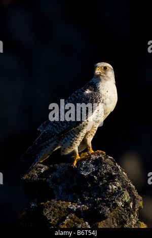 Le Faucon gerfaut Falco rusticolus en Islande Banque D'Images