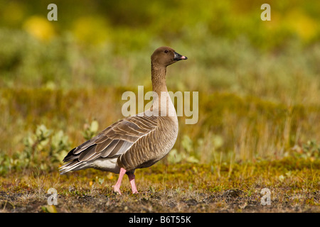 Oie à bec court Anser brachyrhynchus en Islande Banque D'Images