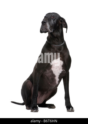 Grand Danois in front of white background Banque D'Images