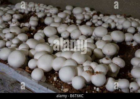 Les champignons (Agaricus bisporus) croissant dans un sac de compost dans une exploitation agricole intensive. Banque D'Images