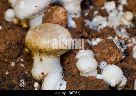 Mushroom attaqué par la maladie dans une exploitation de champignons Banque D'Images