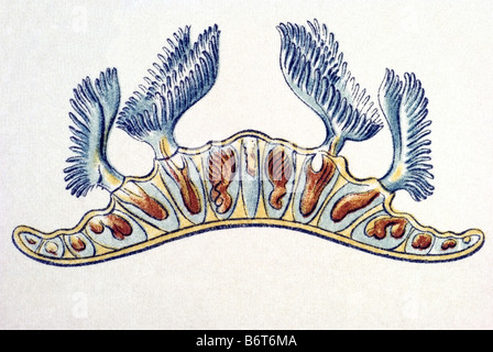 / TitelBryozoa Moostiere, nom Cristatella mucedo Cristella, 5/ Banque D'Images