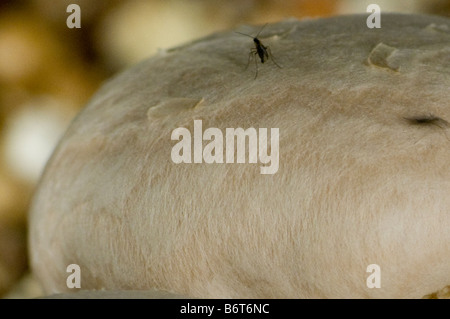 Terreaux à ailes sombres est une mouche qui ressemble à un moustique. Il est considéré comme un ravageur en culture des champignons commerciaux. Banque D'Images