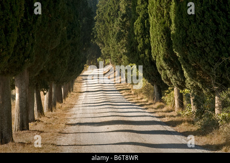 Cyprès bordant la piste de gravier blanc italien avec des lignes d'ombre formé par le faible soleil d'automne Banque D'Images