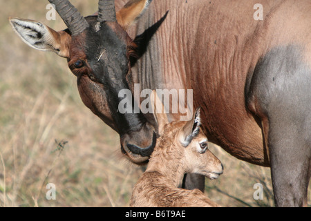 Topi et mollet (Damaliscus korrigum) dans le Masai Mara, Kenya, Afrique de l'Est. Banque D'Images