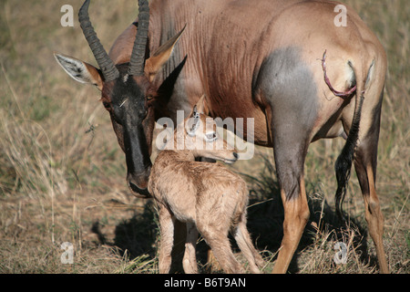 Topi et mollet (Damaliscus korrigum) dans le Masai Mara, Kenya, Afrique de l'Est. Banque D'Images