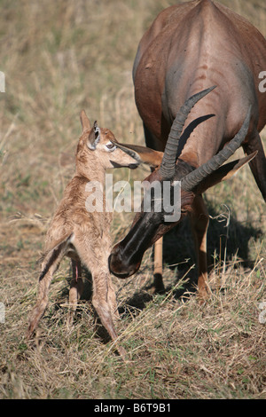 Topi et mollet (Damaliscus korrigum) dans le Masai Mara, Kenya, Afrique de l'Est. Banque D'Images