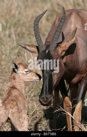 Topi et mollet (Damaliscus korrigum) dans le Masai Mara, Kenya, Afrique de l'Est. Banque D'Images