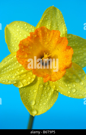 Jonquille Narcissus pseudonarcissus gouttelettes sur hybr Banque D'Images