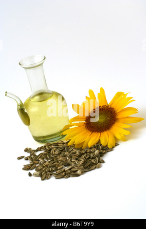 L'HUILE DE TOURNESOL Helianthus annuus Banque D'Images