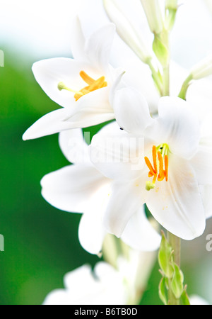 Lily (Lilium regale) Banque D'Images