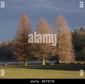 Arbres d'hiver dans le parc Banque D'Images