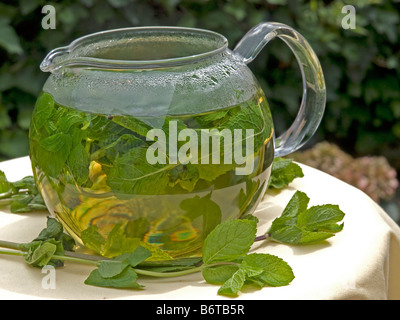 Pot en verre de thé à la menthe avec des feuilles de menthe verte fraîche Piscine eau chaude im Banque D'Images