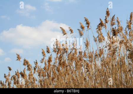 Tall brown grass blowing in wind against a blue sky Banque D'Images