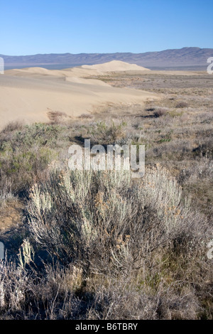 Les dunes de sable près de l'armoise au-dessus des falaises blanches dans le Hanford Reach de la rivière Columbia, Washington Banque D'Images