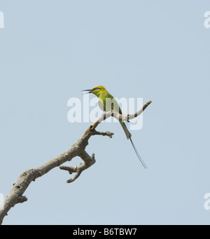 Little Green Bee eater Merops orientalis WILD Banque D'Images