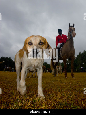 Hounds soyez prêt pour la chasse pendant le début de la saison de chasse au renard Middleton Place Plantation à Charleston SC Banque D'Images