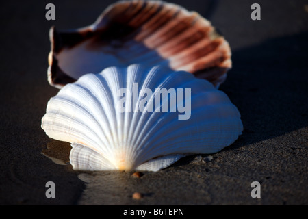 Coquilles de pétoncles Banque D'Images