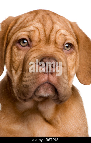 Dogue de Bordeaux chiot 2 mois devant un fond blanc Banque D'Images