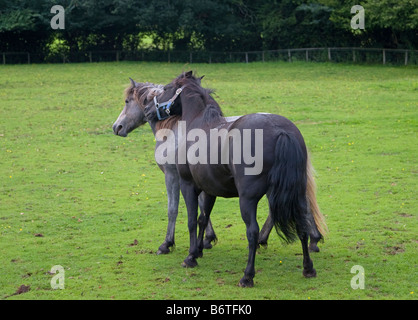 Deux poneys jouant dans un champ Banque D'Images